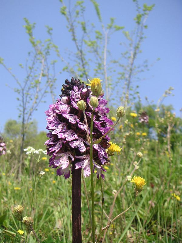 Spring - Lady Orchid